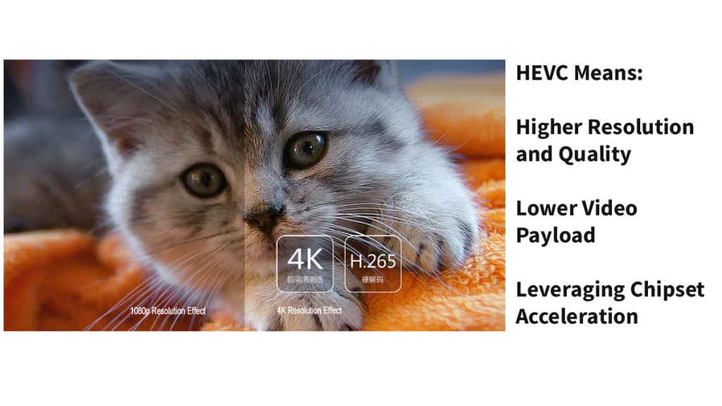 HEVC-kitten